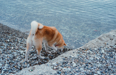 海滩上的狗，红色秋田犬在海上散步