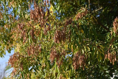 Fraxinus griffithii水果。