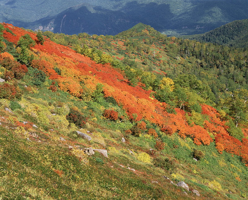 大志山，秋叶