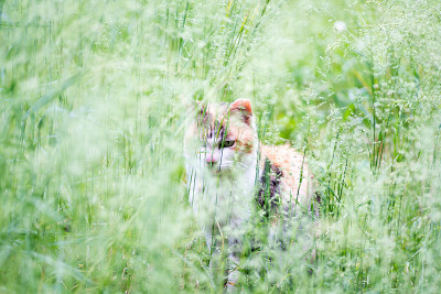 野猫