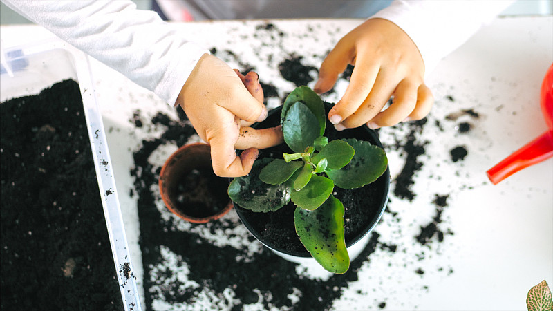 小女孩在家里种室内植物的时候正在夯土，室内