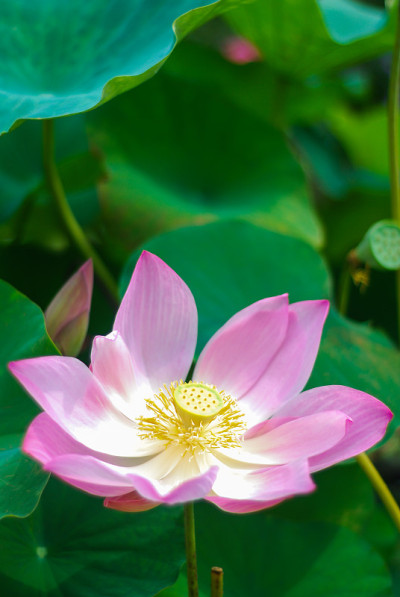 Lotus_2