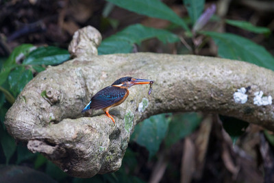 成年雌性蓝带翠鸟(Alcedo euryzona)，角度视图，侧面拍摄，站在大根上，嘴里叼着猎物喂婴