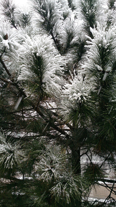 最后一场雪落在松针上