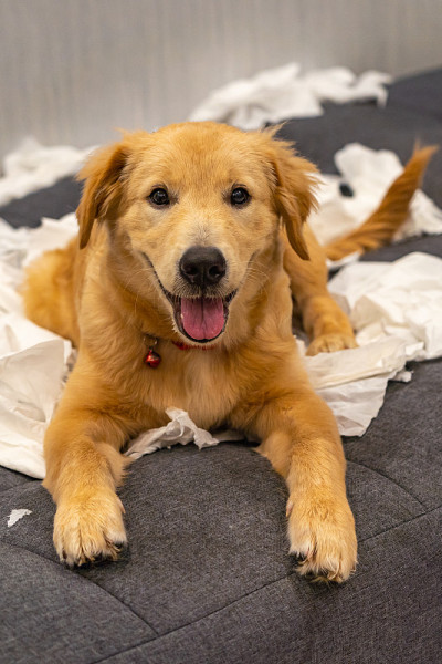 可爱的金毛猎犬在沙发上玩白色的纸巾