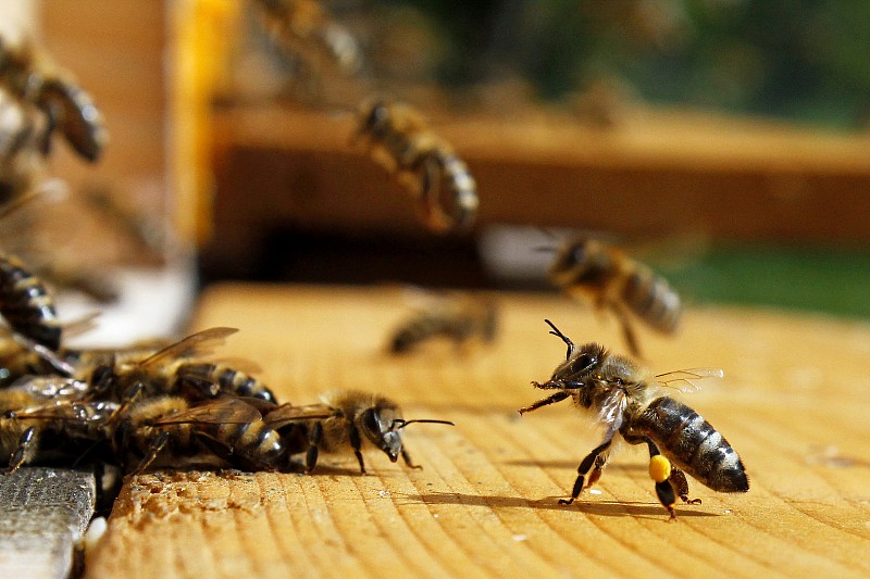 蜜蜂Apis mellifera carnica在甘蔗入口