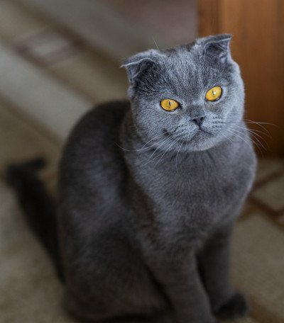 灰色的猫