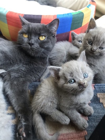 英国短毛猫