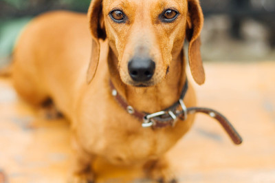 户外的腊肠犬。
