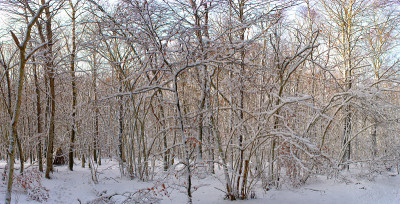 雪林的全景