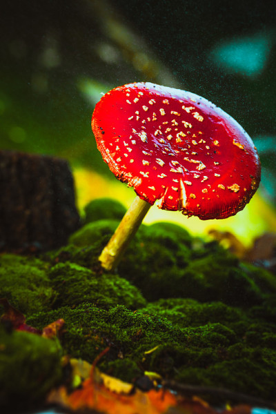 美丽的红色与白色斑点蘑菇上的苔藓