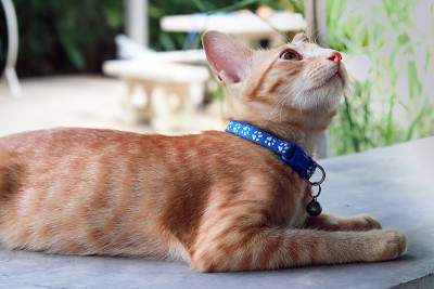 一只橙色的猫，戴着蓝领