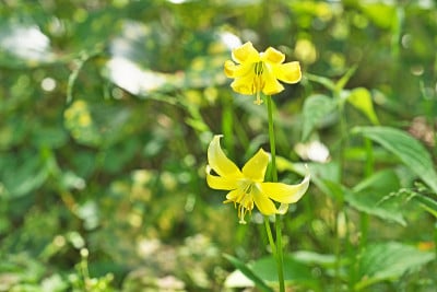 淫宝塔