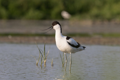 斑驳的avocet站