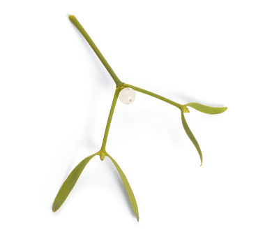 Viscum album，欧洲俗称mistletoe，俗称mistletoe或简称mistletoe