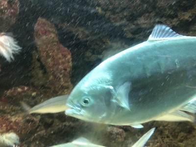 鱼水族馆