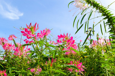 花园里的蜘蛛花
