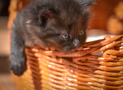 小猫