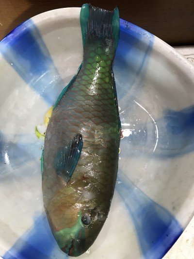 鹦嘴鱼非常美味，新鲜平衡，适合烧烤