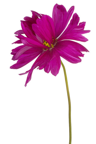 花孤立