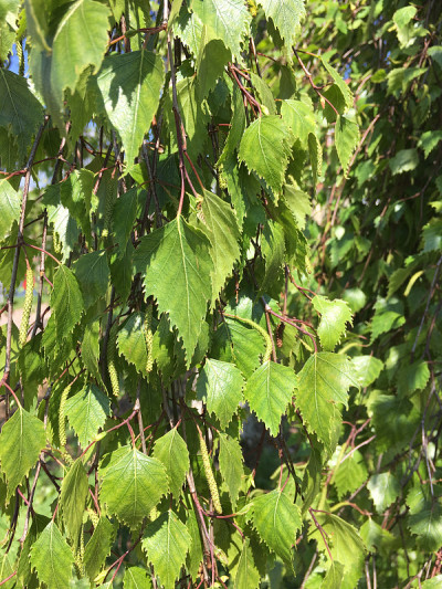 2018年5月，埃克塞特码头旁的银桦树