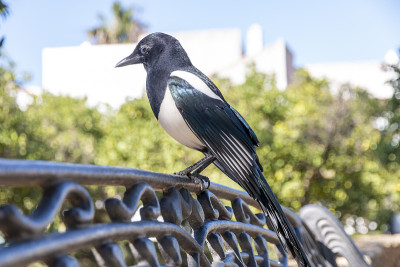 公园里一只漂亮的喜鹊