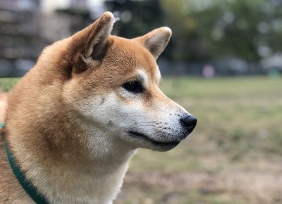 柴犬肖像