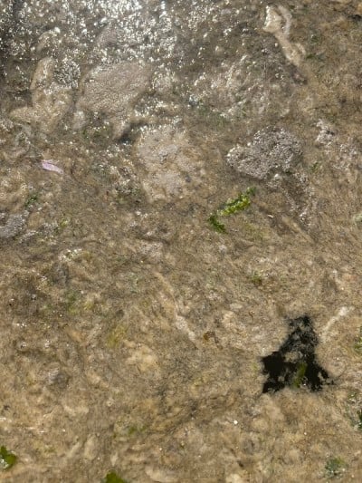 海洋粘液覆盖海面，对海洋生物构成威胁