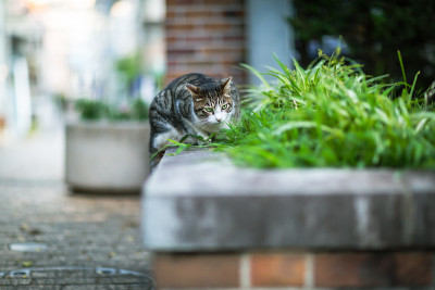 猫