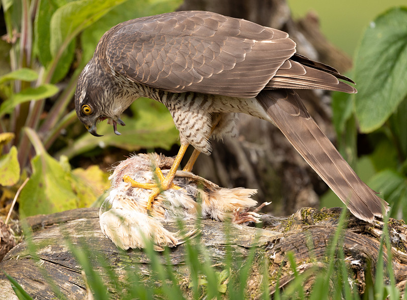 Sparrowhawk