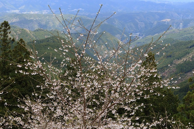 樱花