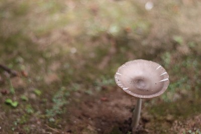 美丽的白蘑菇白毒伞。