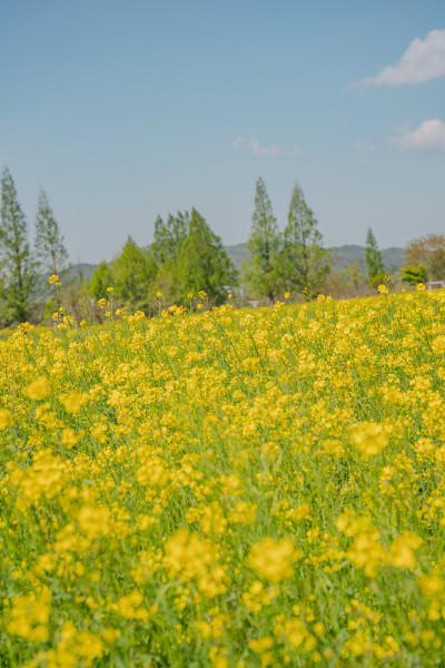 黄油菜花风光
