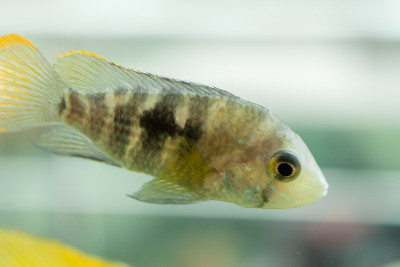 水族鱼比慈鲷科鱼小。nijsseni是慈鲷科鱼类的一种，是当地黑水栖息地的特有鱼类。