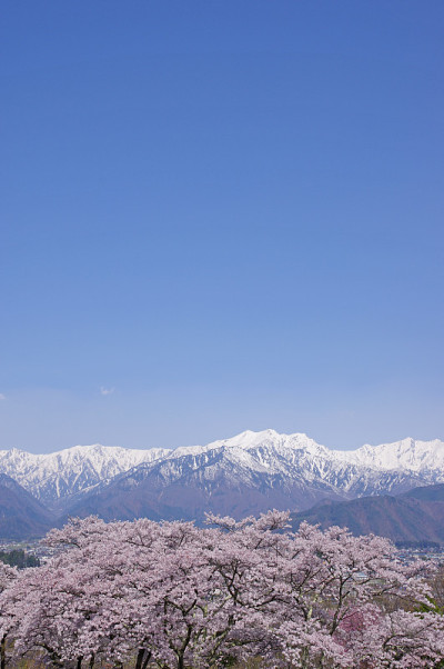 樱花与北阿尔卑斯山(长野县)