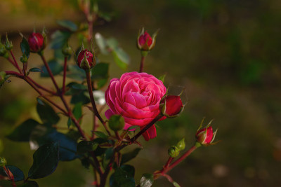 开花一芽珊瑚、玫瑰和花蕾