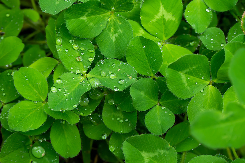 白三叶草在雨中湿了