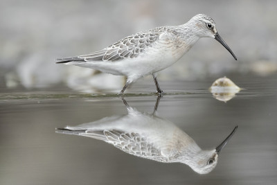 镜像你自己，鹬鹬的艺术肖像(Calidris ferruginea)