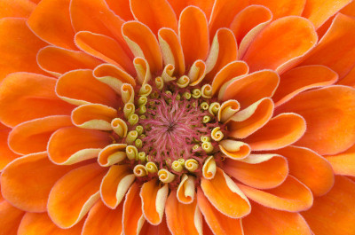 Zinnia花瓣背景