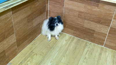 博美犬肖像家养宠物。