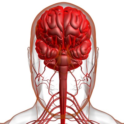 人体大脑解剖的医学概念3D