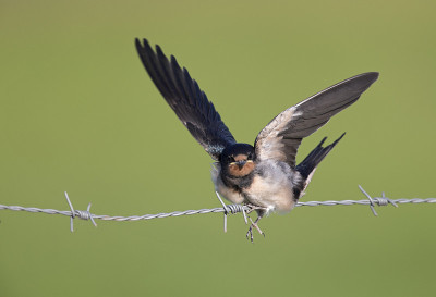年幼的家燕(Hirundo rustica)栖息在铁丝网上等待喂食。