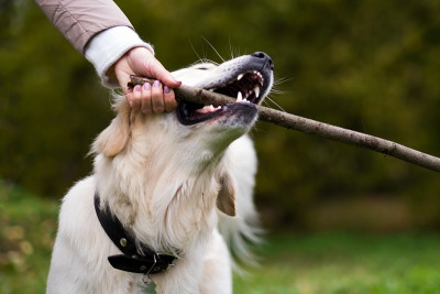 拉布拉多寻回犬在秋天的自然与木制棍棒