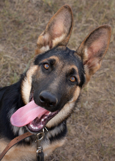 户外纯种德国牧羊犬幼犬的特写