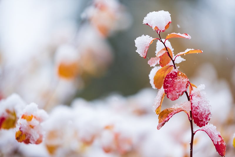 绣线菊，绣线菊，叶子上覆盖着新鲜的雪