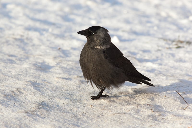 寒鸦 (Corvus monedula)