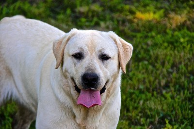 拉布拉多寻回犬