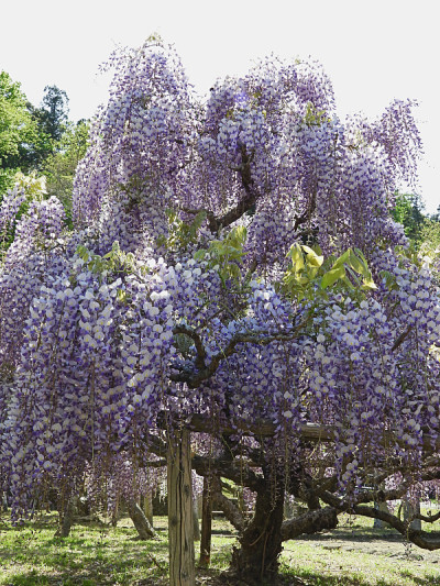 日本的紫藤花