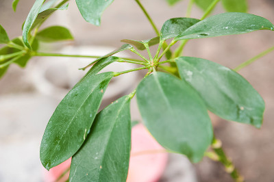 谢夫莱拉带着盾牌离开了。植株被寄生，封闭复制空间。
