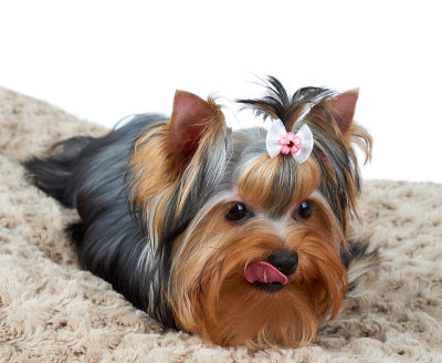 舔约克郡犬